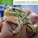 青蛙