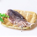 东海野生墨鱼