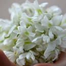 新鲜槐花